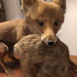 TRÈS BEAU RENARD GOUPIL AVEC LAPIN DE GARENNE