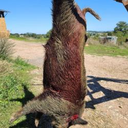 Chasse à la journée à argent sur sauldre Aux sangliers