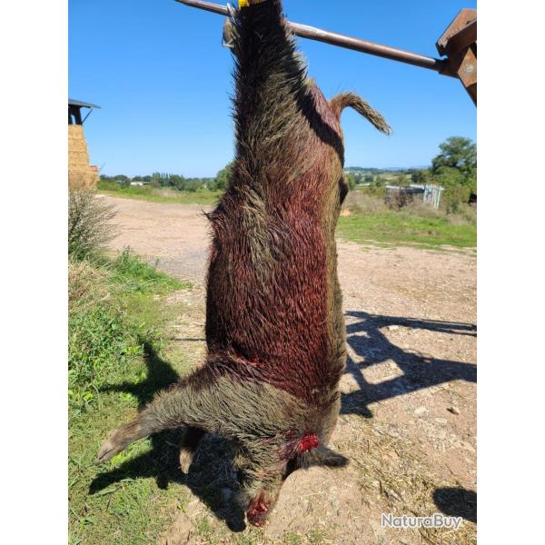 Chasse  la journe  argent sur sauldre Aux sangliers