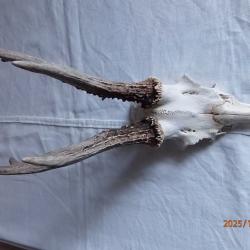 Massacre bois de chevreuil.