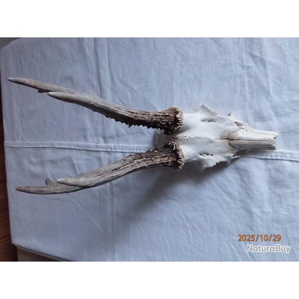 Massacre bois de chevreuil.