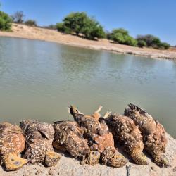 Petit gibier Namibie