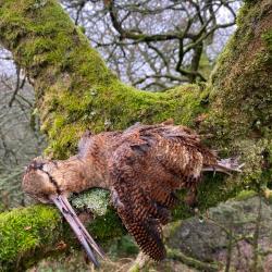 Séjours becasses en Bretagne