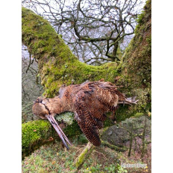 Séjours becasses en Bretagne