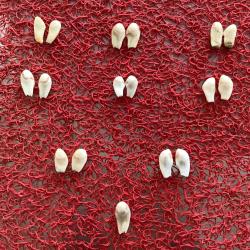 Lot de crochets (ou dents de lys) de cerfs mâles pour créateurs/artisan en bijoux