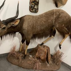 NYALA entier Afrique du sud