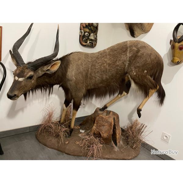 NYALA entier Afrique du sud