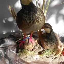 perdrix rouge  couple