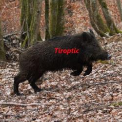 TIROPTIC 1-6X24 with 4A reticle, rings offered