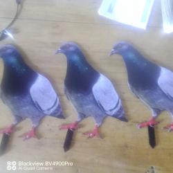 Forme pigeons 2D par 3