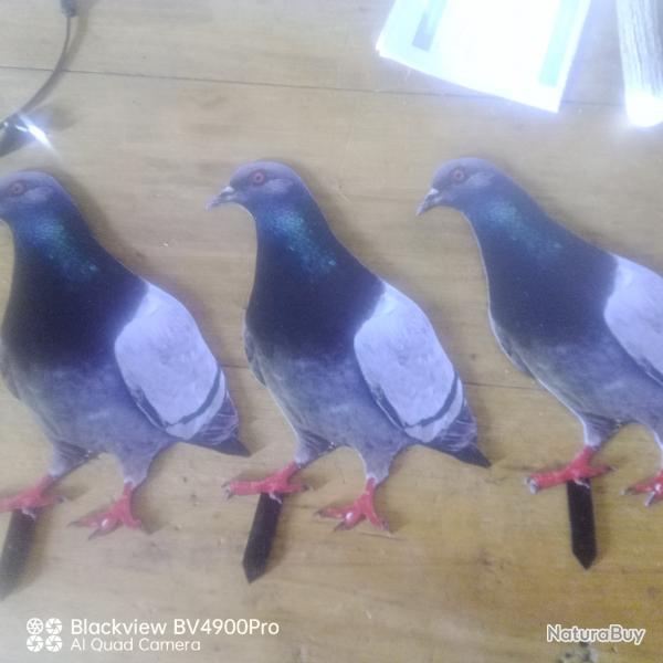 Forme pigeons 2D par 3