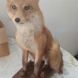 Renard taxidermie  sur plateau bois