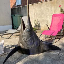 Espadon voilier naturalisé ,tête et queue