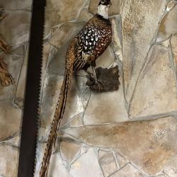 Lot petits animaux taxidermie