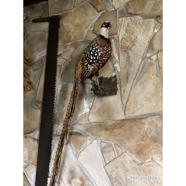 Lot petits animaux taxidermie