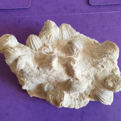 Banc Colonie de fossiles de bivalves du Crétacé supérieur