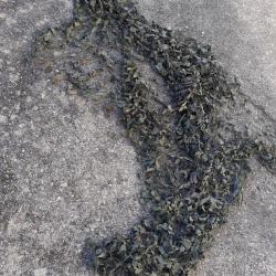 Ancien filet camouflage