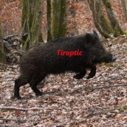 TIROPTIC 1-6X24 with red cross reticle