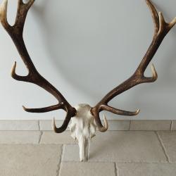 Superbe trophée de cerf