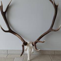 Superbe trophée de cerf tête bizarde