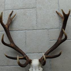 Trophée de cerf 12 cors