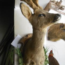 tête de chevreuil  bois velours