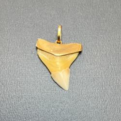 Dent de requin sur monture or