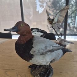 Fuligule milouin naturalisé