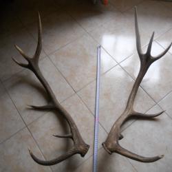 2 bois de cerf poids environ 2.5 kilo , longueur environ 75 cm