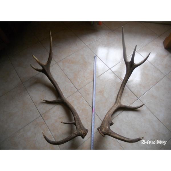 2 bois de cerf poids environ 2.5 kilo , longueur environ 75 cm