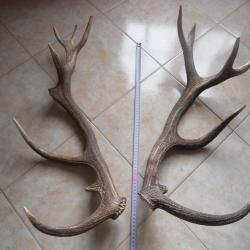 2 bois de cerf poids environ 2.5 kilo , longueur environ 65 cm et 60 cm