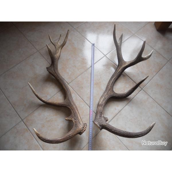 2 bois de cerf poids environ 2.5 kilo , longueur environ 65 cm et 60 cm