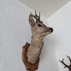 Tête de Chevreuil Taxidermisée