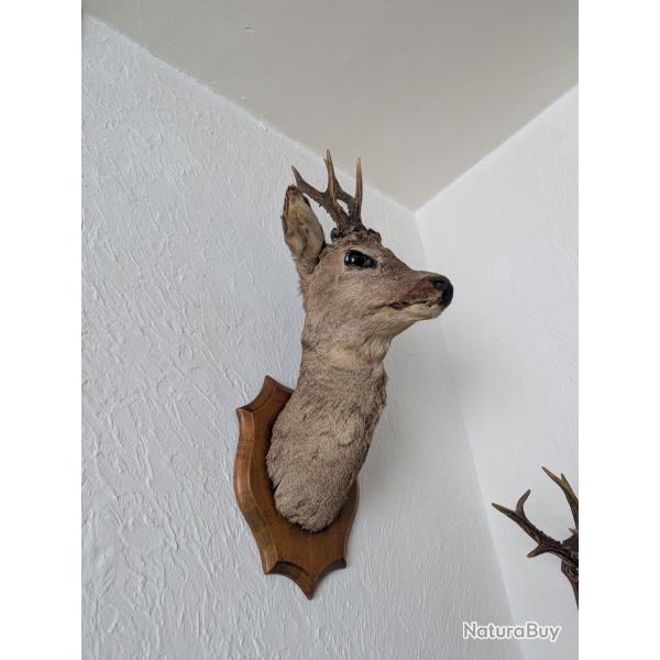 Tte de Chevreuil Taxidermise