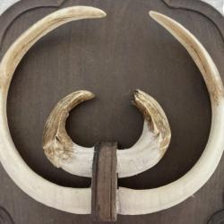 Très grand trophée de sanglier - 29 cms et 26 cms - défenses - grès