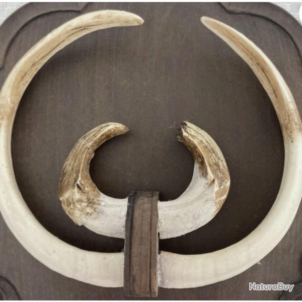 Trs grand trophe de sanglier - 29 cms et 26 cms - dfenses - grs