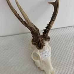 Gros trophée de chevreuil atypique - 3 bois - 372 grs