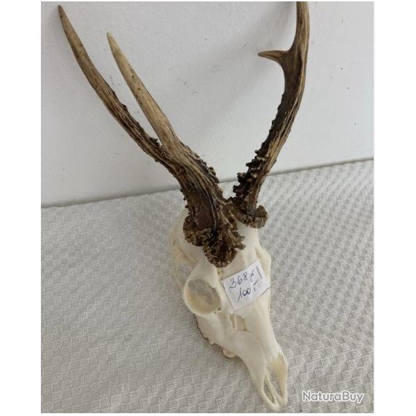 Gros trophe de chevreuil atypique - 3 bois - 372 grs