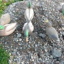 Coquilles de canard colvert