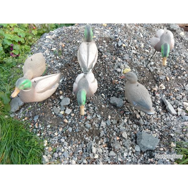 Coquilles de canard colvert