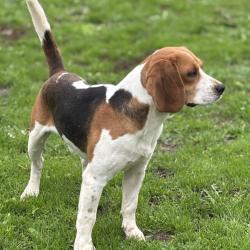 BEAGLE MALE démarré SANGLIER