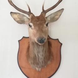 Jolie Tête de cerf naturalisée 500