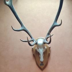 Trophée de chasse CERF 12 CORS