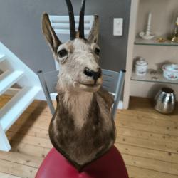 Vends trophée de chasse isard des Pyrénées.Heritage familial