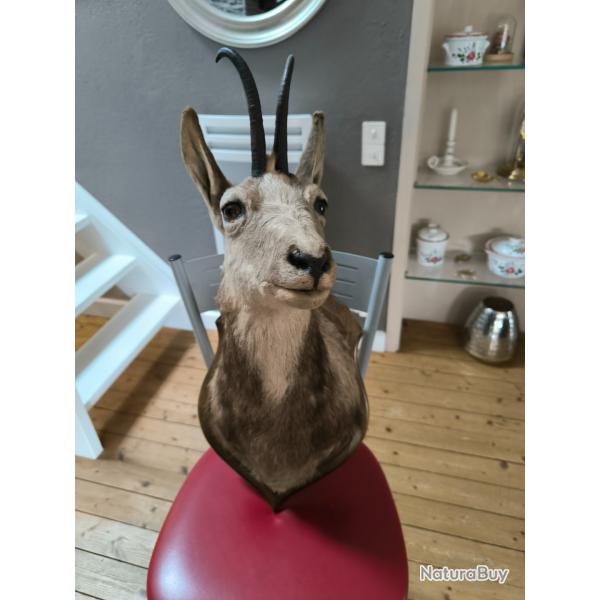 Vends trophe de chasse isard des Pyrnes.Heritage familial