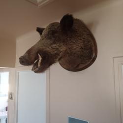 Trophée tête de sanglier