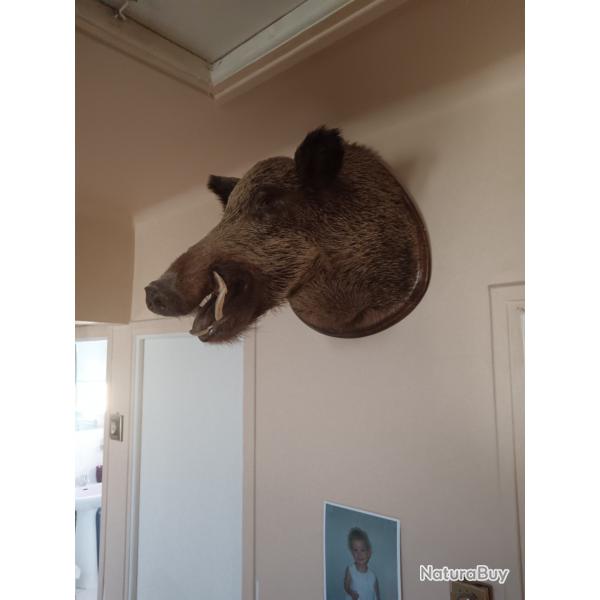 Trophe tte de sanglier