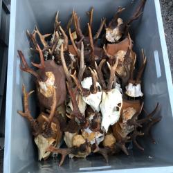 Lot de 45 massacres de brocard