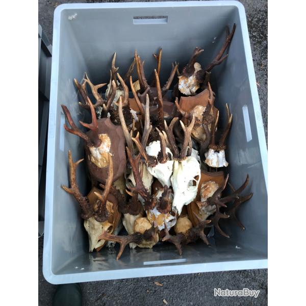 Lot de 45 massacres de brocard