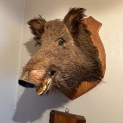 Trophée Tête de Sanglier